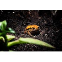Sapo tomate - Dyscophus Guineti 